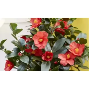 Thompson & Morgan Thompson and Morgan Camellia 1001 Summer Nights' Jasmine 10.5cm pot - 1 plant