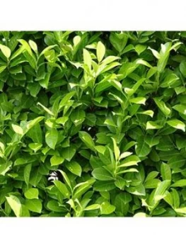 Laurel Hedging - 25 Plants - 25 Plants