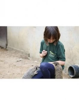 Virgin Experience Days Meet And Feed The Meerkats For Two At Millets Falconry Centre, Oxfordshire