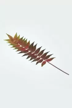 Fern Leaf Foliage 72 cm