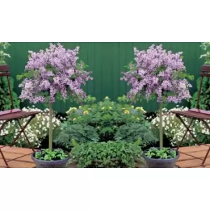 Thompson & Morgan Thompson and Morgan Syringa (Lilac) (Standard) Meyeri Palibin 2 Litre Pot x 1