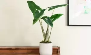 Alocasia Zebrina Houseplant in a 17cm Pot