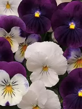 Pair Of Pansy Cool Wave Berries & Cream Hanging Baskets