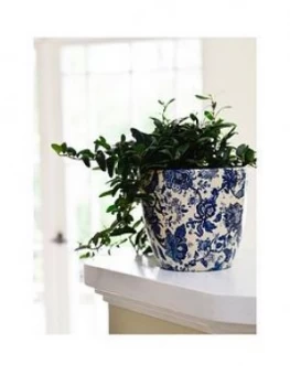 Ivyline Real Green Ivy Plant In Blue & White Pot