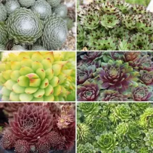 YouGarden Sempervivum Collection