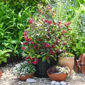 Thompson & Morgan Weigela Camouflage 9cm Pot x 1