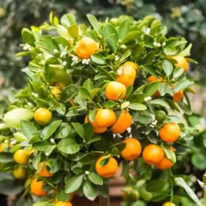 Thompson & Morgan Thompson and Morgan Citrus Tree Collection - Lemon and Orange