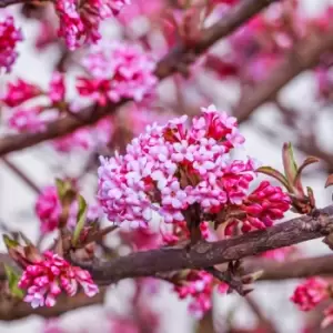 Thompson & Morgan Viburnum Bodantense Dawn 9cm Pot x 2