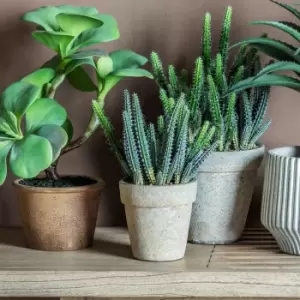 Gallery Interiors Cereus With Cement Pot Grey Cactus / Small