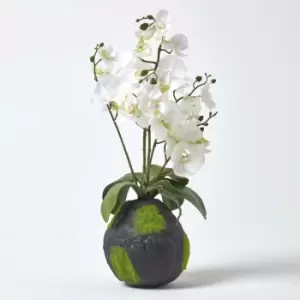 Homescapes - White Phalaenopsis Artificial Orchid with Natural Base, 60cm Tall - White - White - White