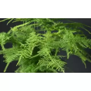 Thompson & Morgan Thompson and Morgan Lace Fern- Asparagus Fern 13cm pot x 1