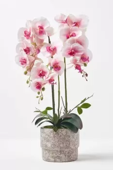 Pink Orchid 64cm Phalaenopsis in Cement Pot Extra Large, 3 Stems