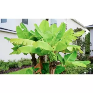 Thompson & Morgan Thompson and Morgan Japanese Banana - Musa basjoo 10.5cm pot - 3 plants