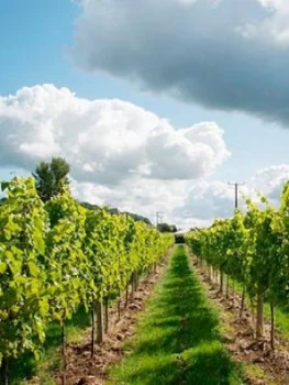 Virgin Experience Days Vineyard Tour and Tasting for Two at Aldwick Court Farm & Vineyard, One Colour, Women