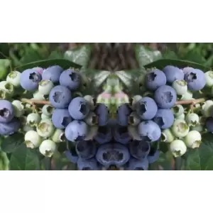 Thompson & Morgan Thompson and Morgan Blueberry Elliot 9cm pot x 1