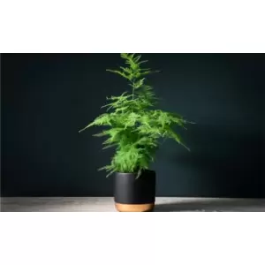 Thompson & Morgan Thompson and Morgan Lace Fern- Asparagus Fern 13cm pot x 3