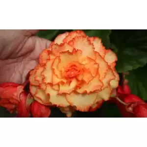 Thompson & Morgan Thompson and Morgan Begonia Cascading Fireball 10 Tubers