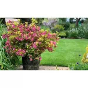 Thompson & Morgan Thompson and Morgan Weigela 'Magic Carpet' 9cm x 1