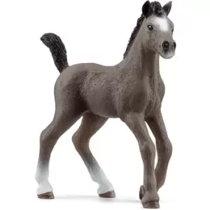 Cheval De Selle Francais Foal