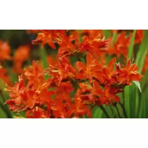 Thompson & Morgan Thompson and Morgan Crocosmia Spitfire 5 Bulbs