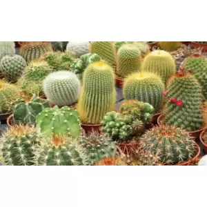 Thompson & Morgan Thompson and Morgan Cactus 5.5cm x 3 + ceramic small metallic pots x 3