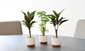 Houseplant Tropical Mix 6cm: Three Plants