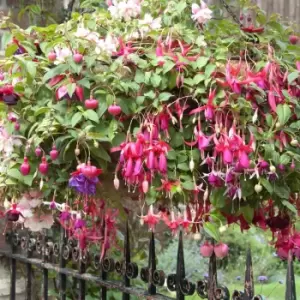 Yougarden Preplanted Trailing Fuchsia Hanging Basket