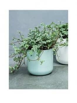 Ivyline Real Pilea Glauca Plant In Pot