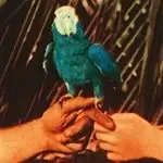 Andrew Bird - Are You Serious (Music CD)