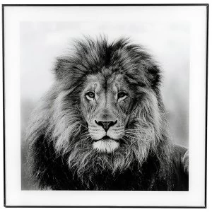 Large Monochrome Lion Print with Black Frame