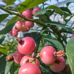 Thompson & Morgan Blueberry (Vaccinium) Pink Blueberry 9cm Pot x 1