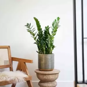 Ivyline Solis Embossed Planter Gold H25CM D25CM