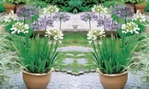 Agapanthus Blue & White Collection Plants: 6