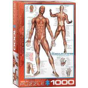 The Muscular System Eurographics 1000 Piece Jigsaw Puzzle