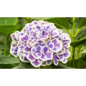 Thompson & Morgan Thompson and Morgan Hydrangea Bicolor Bavaria 10.5cm pot x 1