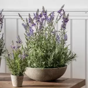 Crossland Grove Potted Lavender Bowl Large 320X320X500Mm