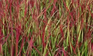 Imperata Red Baron Japanese Blood Grass Potted Plants, Two