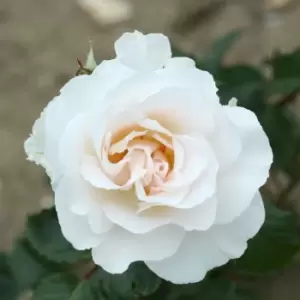 YouGarden Rose 'Margaret Merrill'