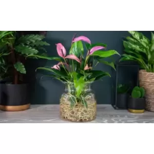 Thompson & Morgan Thompson and Morgan Anthurium Aqua Pink in Sierglass 14cm Pot x 1