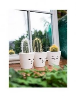 Ivyline Set Of 3 Cactuses In Face Print Pots