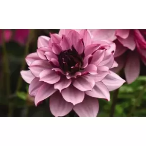 Thompson & Morgan Thompson and Morgan Dahlia Creme de Cassis 1 Tuber