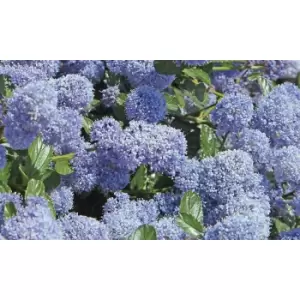 Thompson & Morgan Thompson and Morgan Ceanothus Californian Lilac 9cm pot - 2 plant