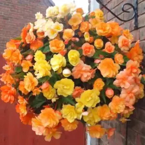 YouGarden Trailing Begonia 'Illumination Apricot Shades'