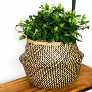 Ivyline Seagrass Chevron Black Lined Basket Small - H25Cm X D30Cm