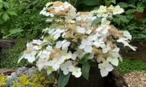 Hydrangea Cloud Nine Plant, One, Green