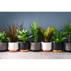 Thompson & Morgan Thompson and Morgan Scandi Houseplant Mixed 12cm Pot x 3