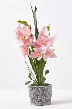 Pink Orchid 58cm Cymbidium in Cement Pot Extra Large, 2 Stems