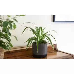 Thompson & Morgan Thompson and Morgan Spider Plant 12cm + Large Grey-Black Pot x 1