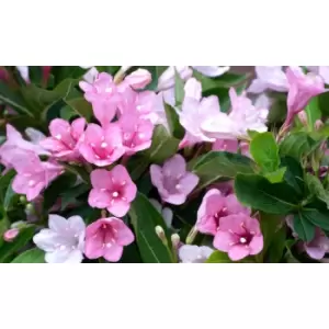 Thompson & Morgan Thompson and Morgan Weigela Towers of Flowers Apple Blossom 9cm Pot x 1