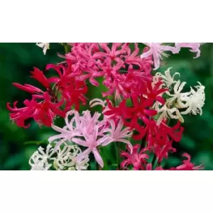 Thompson & Morgan Thompson and Morgan Nerine bowdenii Collection - 20 bulbs